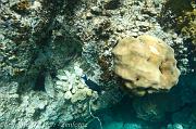 BVI Diving-0208